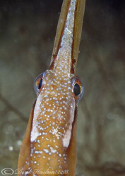 Snake pipefish. North Wales. D200, 60mm. by Derek Haslam 